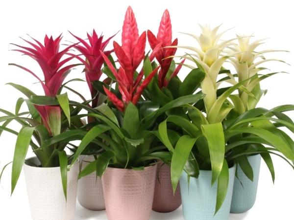 kestävä ja helppo TIMANTTIANANAS 